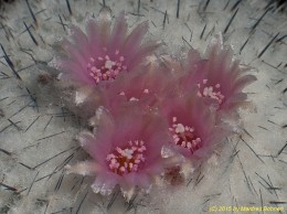 Epithelantha micromeris 1634  